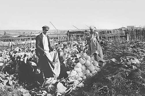 Сбор капусты 1926 Сбор капусты 1926